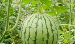 湖州吃瓜最新事件爆料,揭秘最新事件幕后真相